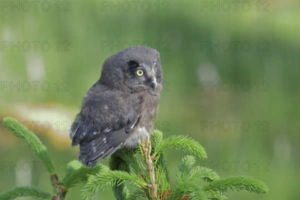 Great horned owl (Aegolius funereus), young bird sitting on the top of a spruce, European spruce (Picea abies), Wilnsdorf, North Rhine-Westphalia, Germany