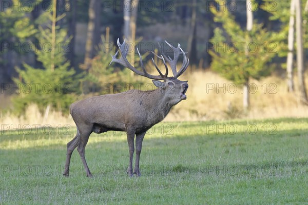 Red deer (Cervus elaphus) in rutting season, capital stag, twenty hinds, roaring in a forest clearing, wildlife, Sauerland, North Rhine-Westphalia, Germany