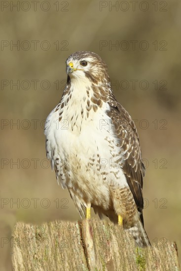 Buzzard (buteo buteo), light-coloured variant, light morph, side view, animal portrait, wildlife, North Rhine-Westphalia, Germany