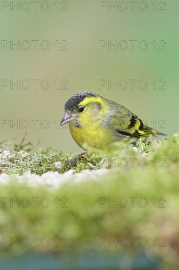 Siskin (Carduelis spinus), male sitting on moss, mossy ground, Wilnsdorf, North Rhine-Westphalia, Germany