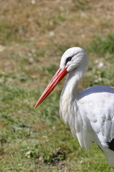 White stork (Ciconia ciconia) foraging in a meadow, Wildlife, Animal portrait, Hesse, Germany