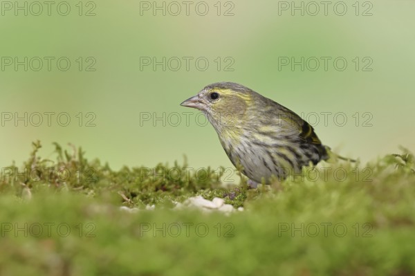 Siskin (Carduelis spinus), female sitting on moss, mossy ground, Wilnsdorf, North Rhine-Westphalia, Germany