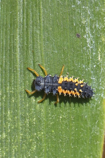 Ladybird larva, seven-spot ladybird (Coccinella septempunctata), insect larva, beneficial insect, on forage maize, Wilnsdorf, North Rhine-Westphalia, Germany