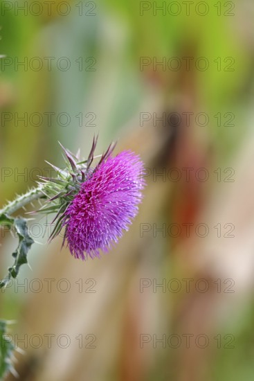 Flower head of the Musk Thistle (Carduus nutans, also known as nodding thistle), by the wayside, Rosenheim, Bavaria, Germany