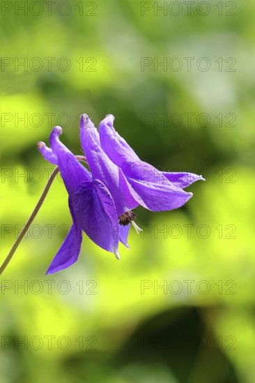 Columbine (Aquilegia vulgaris), blue flower in the garden, Wilnsdorf, North Rhine-Westphalia, Germany