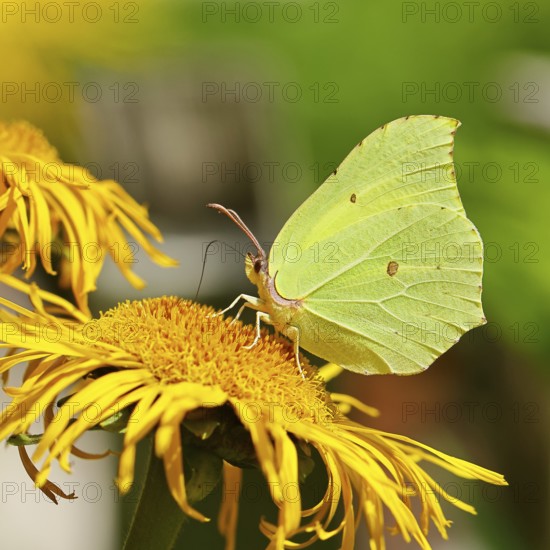 Lemon butterfly (Gonepteryx rhamny) on a yellow flower of a Great Telekie (Telekia speciosa), macro photograph, Wilnsdorf, North Rhine-Westphalia, Germany