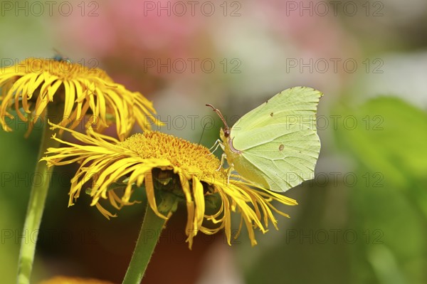 Lemon butterfly (Gonepteryx rhamny) on a yellow flower of a Great Telekie (Telekia speciosa), close-up, Wilnsdorf, North Rhine-Westphalia, Germany