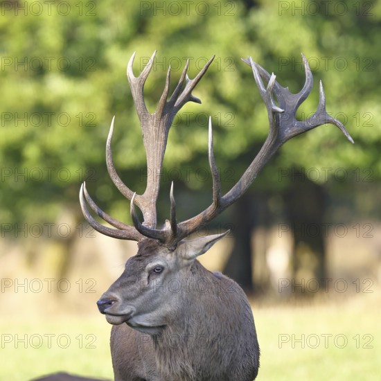 Red deer (Cervus elaphus), capital stag in a forest clearing, Zwanzigender, animal portrait, wildlife, Sauerland, North Rhine-Westphalia, Germany