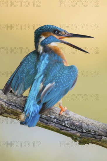 Territorial behaviour... Kingfisher (Alcedo atthis) threatens another, makes itself large, shows threatening behaviour, defends its territory, drives away intruder, typical pose, territorial behaviour, Lower Rhine, North Rhine-Westphalia, Germany, Western Europe