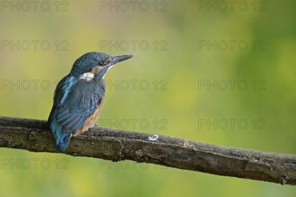 Kingfisher (Alcedo atthis), freshly fledged young bird, still dull plumage colours sitting on a branch in front of a finely resolved yellow-green background, young kingfishers must become independent very quickly, as adult birds breed several times, Lower Rhine, North Rhine-Westphalia, Germany, Western Europe