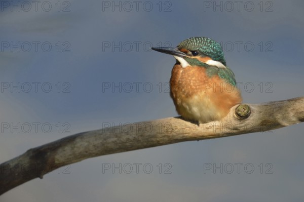 Kingfisher (Alcedo atthis), this year's young bird in the light spot, which emphasises the beautiful plumage of the bird, also known as the blue diamond, frontal view, Lower Rhine, North Rhine-Westphalia, Germany, Western Europe