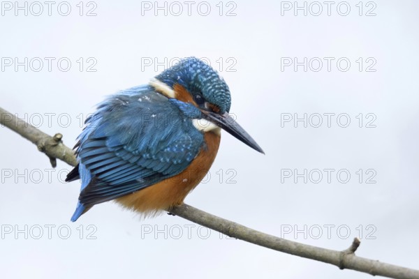 In winter... Kingfisher (Alcedo atthis) with snowflakes on its back, hunting for small fish, endangered when waters freeze over, Lower Rhine, North Rhine-Westphalia, Germany, Western Europe