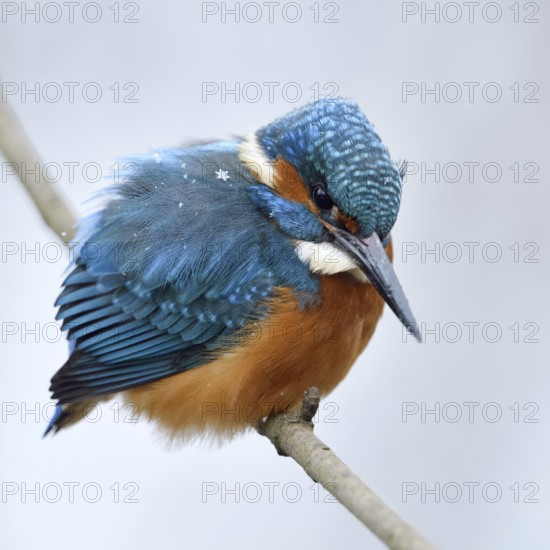 Iridescent blue and orange... Kingfisher (Alcedo atthis), male in winter in the snow, in light snowfall with snowflakes in its plumage, looking out for prey from its perch, Lower Rhine, North Rhine-Westphalia, Germany, Western Europe