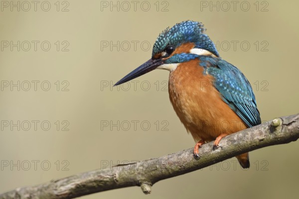 Erect feather cap... Kingfisher (Alcedo atthis) on its perch while hunting, also known as the flying diamond because of its striking, iridescent plumage colours, Lower Rhine, North Rhine-Westphalia, Germany, Western Europe