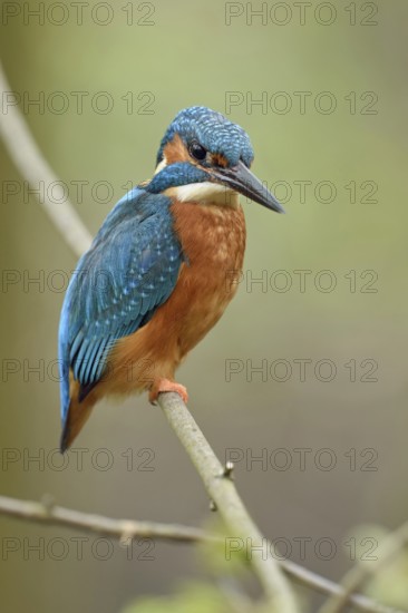 Posture score 1... Kingfisher (Alcedo atthis), male in spring, sits on a thin branch to hunt from there, observes what is happening below him with the utmost attention, typical perching hunter, Lower Rhine, North Rhine-Westphalia, Germany, Western Europe