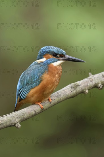 Along the stream... Kingfisher (Alcedo atthis), iridescent, particularly colourful native bird that lives in clean waters with sufficient small fish, on which the kingfisher prefers to feed, builds nests in burrows that it digs itself in embankments, Lower Rhine, North Rhine-Westphalia, Germany, Western Europe