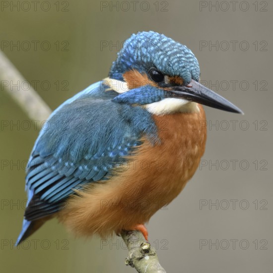 Typical picture... Kingfisher (Alcedo atthis) on perching branch, adult bird, male, recognisable by the completely black bill, one of the best known native bird species, native birdlife, wildlife, nature, Rhineland, Lower Rhine, North Rhine-Westphalia, Germany, Western Europe