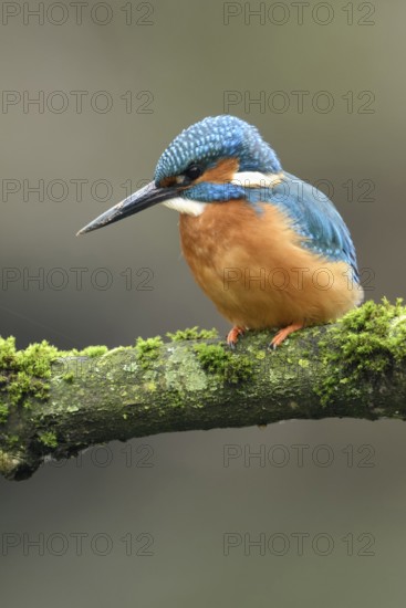 Cavity-nesting bird... Kingfisher (Alcedo atthis) with soil on its beak, probably just digging at its breeding den, now hunting, hunter, Lower Rhine, North Rhine-Westphalia, Germany, Western Europe