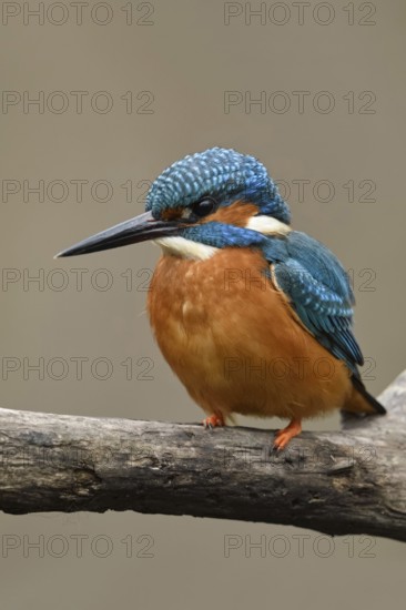 Bright orange breast... Kingfisher (Alcedo atthis), male, adult bird, on perching branch, frontal view of the colourful bird, detailed, native birdlife, wildlife, nature, Rhineland, Cologne Bay, Regier, North Rhine-Westphalia, Germany, Western Europe