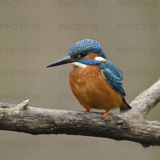 Bright orange breast... Kingfisher (Alcedo atthis), male, adult bird, on perching branch, frontal view of the colourful bird, detailed, native birdlife, wildlife, nature, Rhineland, Cologne Bay, Regier, North Rhine-Westphalia, Germany, Western Europe
