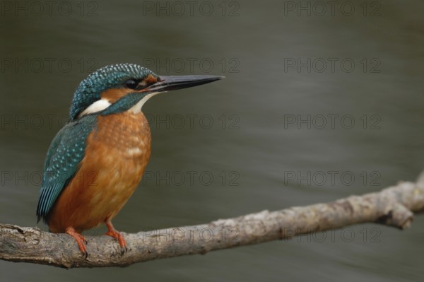Skilful hunter... Kingfisher (Alcedo atthis), Bird of the Year 1973 and 2009, sits on a branch above the water, foraging hunter, colourful, fairly well-known native breeding bird on clean rivers and streams, Lower Rhine, North Rhine-Westphalia, Germany, Western Europe