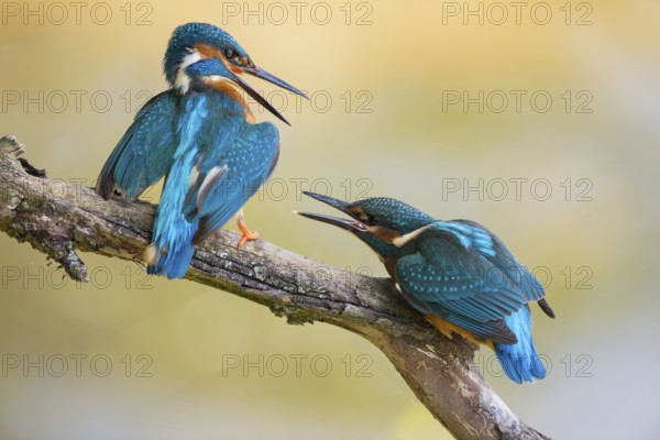 Persistent... Kingfisher (Alcedo atthis), two kingfishers, two generations, old and young, dominant adult bird drives young bird out of the territory, North Rhine-Westphalia, Germany, Western Europe