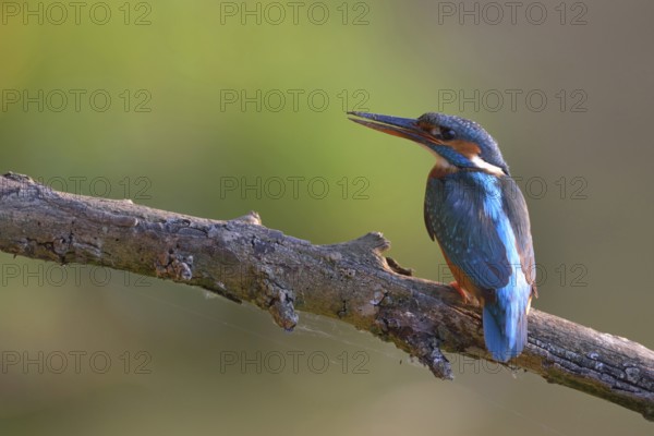 After work... Kingfisher (Alcedo atthis), female sits with dirty beak on a branch, resting, looking for food after digging her nesting tube, Lower Rhine, North Rhine-Westphalia, Germany, Western Europe
