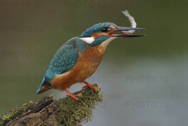 Head first... Kingfisher (Alcedo atthis) holds a fish in its beak to eat it, head first protects against injuries in the gullet caused by spines or bones, Lower Rhine, North Rhine-Westphalia, Germany, Western Europe