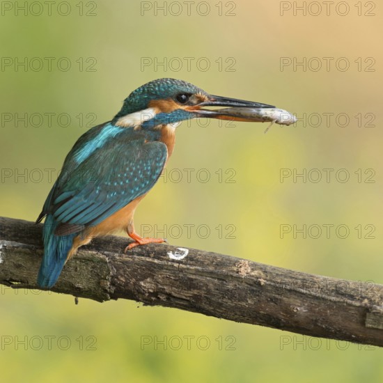 Kingfisher (Alcedo atthis), adult female, holding prey, a fish in her beak, finely resolved natural background, fresh summer colours, Lower Rhine, North Rhine-Westphalia, Germany, Western Europe