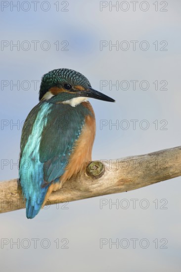 Ice blue... Kingfisher (Alcedo atthis), well-known, native, particularly beautiful bird sits in the spotlight, which brings out the beautiful, metallic iridescent plumage of the bird, also known as the blue diamond, rear view, Lower Rhine, North Rhine-Westphalia, Germany, Western Europe