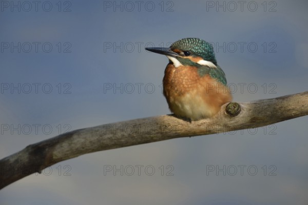 Kingfisher (Alcedo atthis), fledgling in the light spot, which emphasises the beautiful plumage of the bird, also known as the blue diamond, frontal view, Lower Rhine, North Rhine-Westphalia, Germany, Western Europe
