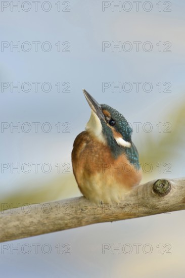 Young bird discovers the world... Kingfisher (Alcedo atthis), young, just fledged kingfisher looks up to the sky, series Tierkinder, Lower Rhine, North Rhine-Westphalia, Germany, Western Europe