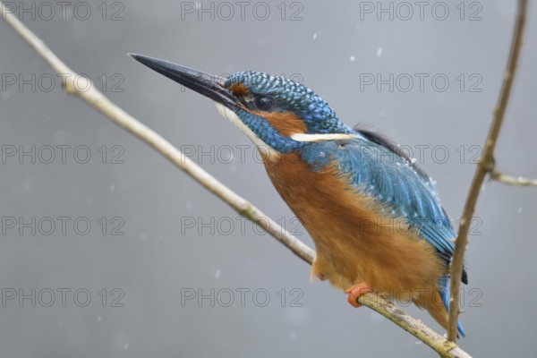 Defence posture... Kingfisher (Alcedo atthis) in winter during snowfall threatening a competitor, territorial intruder by stretching its powerful pointed beak far forward, looks like a pointed arrow, Lower Rhine, North Rhine-Westphalia, Germany, Western Europe