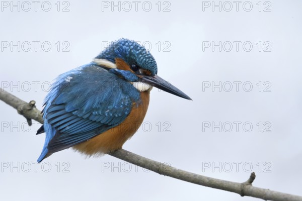 Iridescent blue and orange... Kingfisher (Alcedo atthis), male in winter in the snow, in light snowfall with snowflakes in its plumage, looking out for prey from its perch, Lower Rhine, North Rhine-Westphalia, Germany, Western Europe