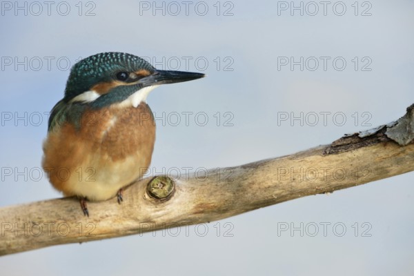 Kingfisher (Alcedo atthis), fledgling, still dull plumage colours sitting on a branch in front of a finely resolved light blue background, Lower Rhine, North Rhine-Westphalia, Germany, Western Europe