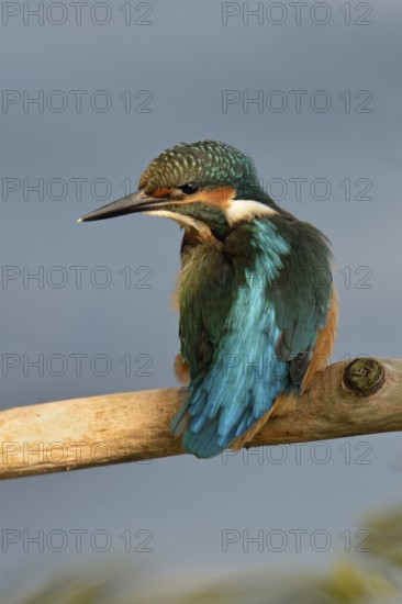 A look back... Kingfisher (Alcedo atthis) in the light spot, which emphasises the beautiful, metallic iridescent plumage of the bird, which is also known as the blue diamond, Lower Rhine, North Rhine-Westphalia, Germany, Western Europe