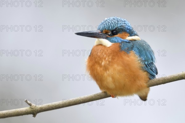 Thickly plumed... Kingfisher (Alcedo atthis), male bird, protects itself from the biting cold in winter with thickly fluffed up plumage, Lower Rhine, North Rhine-Westphalia, Germany, Western Europe