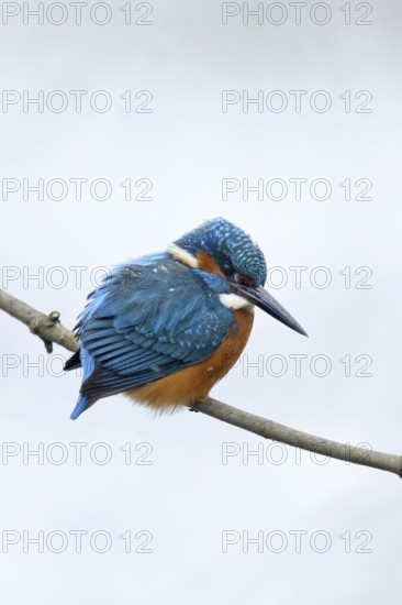 Iridescent blue and orange... Kingfisher (Alcedo atthis), male in winter in the snow, in light snowfall with snowflakes in its plumage, looking out for prey from its perch, Lower Rhine, North Rhine-Westphalia, Germany, Western Europe