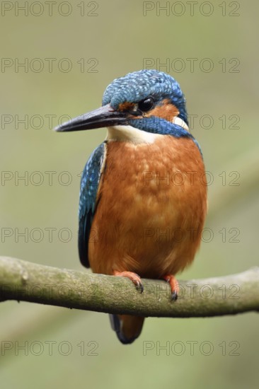 Long, strong pointed bill... Kingfisher (Alcedo atthis), frontal, detailed close-up, generally known, perhaps most beautiful native bird, Lower Rhine, North Rhine-Westphalia, Germany, Western Europe