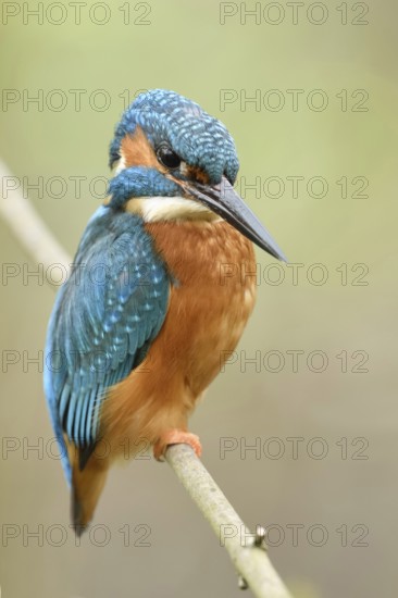 Posture score 1... Kingfisher (Alcedo atthis), male in spring, sits on a thin branch to hunt from there, observes what is happening below him with the utmost attention, typical perching hunter, Lower Rhine, North Rhine-Westphalia, Germany, Western Europe