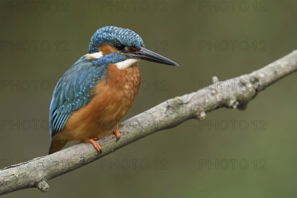 Classics of nature and animal photography... Kingfisher (Alcedo atthis), adult male on perching branch, typical picture of the blue diamond of the native bird world, Lower Rhine, North Rhine-Westphalia, Germany, Western Europe