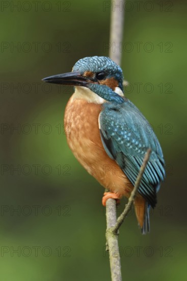 Blue and orange plumage... Kingfisher (Alcedo atthis), certainly one of our most beautiful native birds, lives in clear, clean waters, is also known as a flying gemstone because of its splendid colours, Lower Rhine, North Rhine-Westphalia, Germany, Western Europe