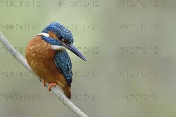 Impressive beak... Kingfisher (Alcedo atthis) on the hunt, the beak is a deadly weapon, either the kingfisher grabs its prey in a dive with the beak or spears it, kingfishers hunt mainly fish, but also insects and amphibians, Lower Rhine, North Rhine-Westphalia, Germany, Western Europe