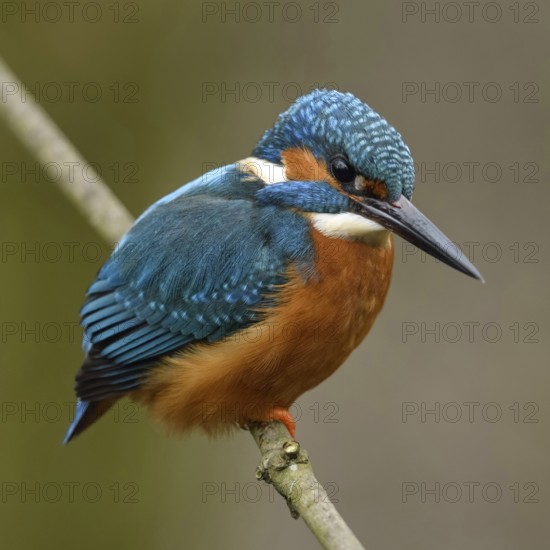 Colourful... Kingfisher (Alcedo atthis), male hunting, flying gem, one of the most striking and colourful native bird species, unmistakable, Rhineland, Lower Rhine, North Rhine-Westphalia, Germany, Western Europe