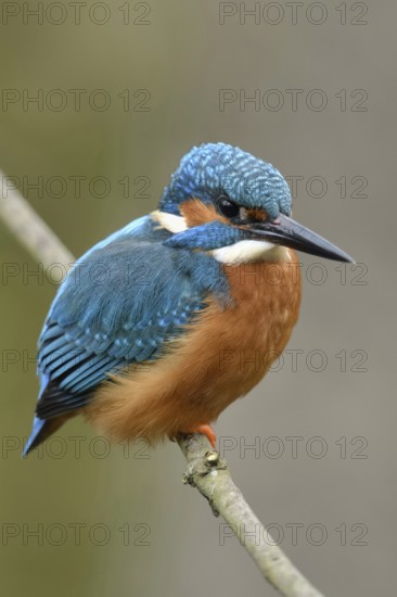 Typical picture... Kingfisher (Alcedo atthis) on perching branch, adult bird, male, recognisable by the completely black bill, one of the best known native bird species, native birdlife, wildlife, nature, Rhineland, Lower Rhine, North Rhine-Westphalia, Germany, Western Europe