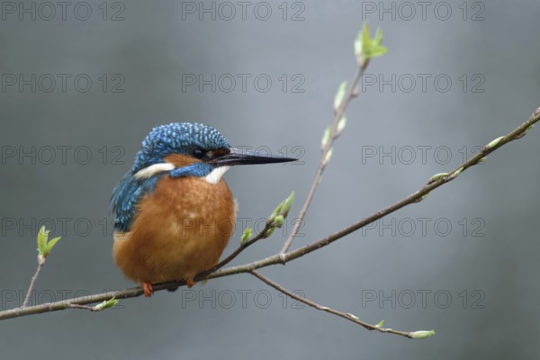 In spring... Kingfisher (Alcedo atthis), male kingfisher sitting on a thin branch on which the leaves are falling, colourful natural spring picture of the colourful, well-known native bird, popular bird, Lower Rhine, North Rhine-Westphalia, Germany, Western Europe