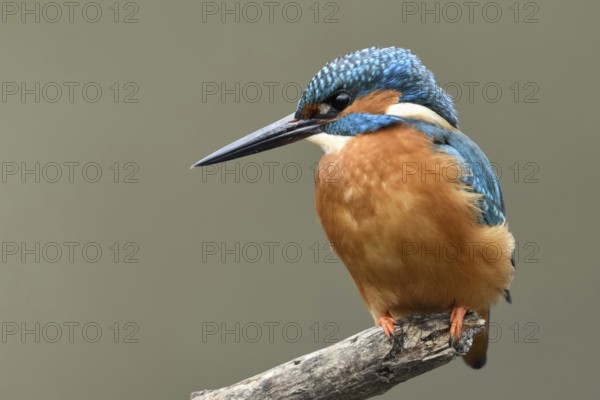 Elegant hunter... Kingfisher (Alcedo atthis) on its favourite perch, kingfishers are plungers that usually hunt their prey from perches, the massive pointed beak is both harpoon and gripping tool, detailed picture, Lower Rhine, North Rhine-Westphalia, Germany, Western Europe