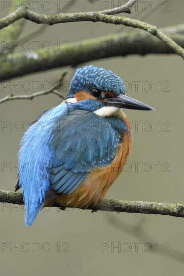 In the branches... Kingfisher (Alcedo atthis) sitting, resting in the branches of a tree, resting, looking around, because of its colours one of the well-known native small birds, native bird world, animal world, nature, Lower Rhine, Rhineland, North Rhine-Westphalia, Germany, Western Europe
