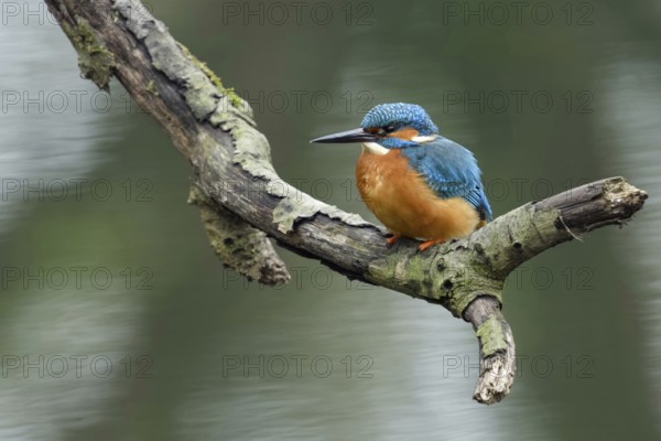 Just above the surface of the water... Kingfisher (Alcedo atthis) on a natural perch, kingfishers are also known as flying diamonds or gems of the bird world because of their dazzling plumage, Lower Rhine, North Rhine-Westphalia, Germany, Western Europe