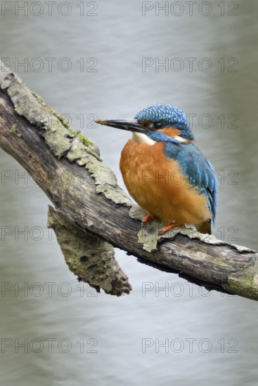 Cavity-nesting bird... Kingfisher (Alcedo atthis) with soil on its beak, probably just digging at its breeding den in a nearby cliff, now hunting, sitting on a branch above the water, Lower Rhine, North Rhine-Westphalia, Germany, Western Europe